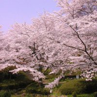 歓送迎会＊観桜会＊おすすめプラン♪